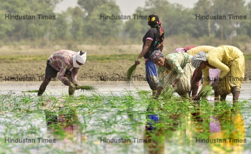 Farmers Sowing Paddy In Field
