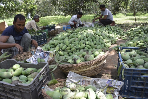 Farmers Harvest Mangoes At Ghaziabad