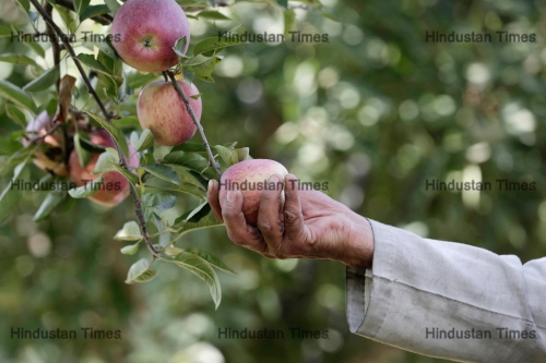 Apple Harvesting Begins In Kashmir's Orchards