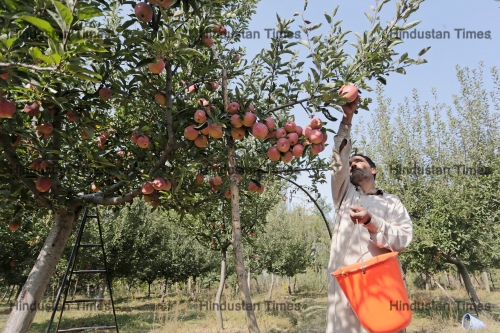 Apple Harvesting Begins In Kashmir's Orchards