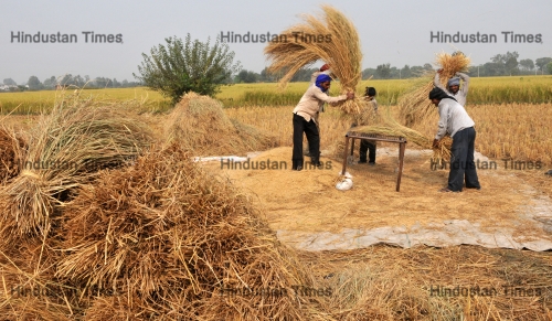 Farmers Harvest Rice Crop In Jammu