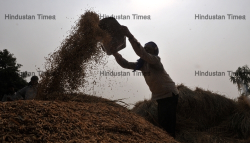 Farmers Harvest Rice Crop In Jammu
