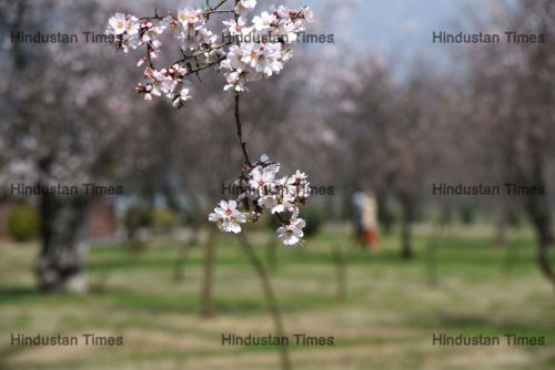 Almond Trees Blossom In Kashmir