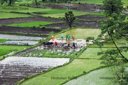 Rice Plantation In Ratnagiri