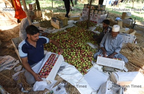 Apple Harvesting Begins In Srinagar
