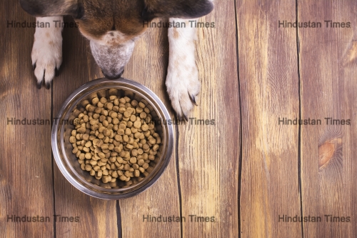 Bowl,Of,Dry,Kibble,Dog,Food,And,Dog's,Paws,And