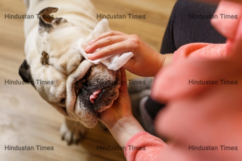 Unknown,Caucasian,Woman,Taking,Care,Of,Her,Dog,-,Hands