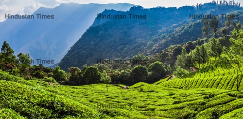 Panoramic,View,Of,Tea,Plantation,Valley,In,Munnar,,Kerala,,India