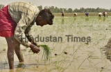 Farmers Sowing Paddy In Field