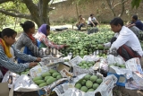 Farmers Harvest Mangoes At Ghaziabad