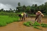 Farmers Work At Rice Farm