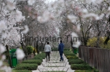Spring Blossom On Almond Trees In Srinagar