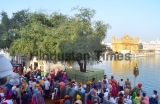 Dukh Bhanjani Beri At Golden Temple