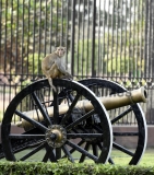 Offbeat Image Of Monkey On Canon 