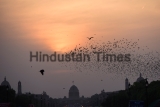 Rosy Starlings In New Delhi