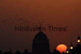 Rosy Starlings In New Delhi