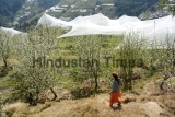 Full Bloom In Apple Orchards In Himachal Pradesh