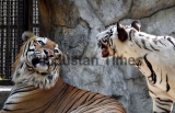 Male Royal Bengal Tiger to Mate White Tigress At National Zoological Park Delhi