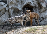 Male Royal Bengal Tiger to Mate White Tigress At National Zoological Park Delhi