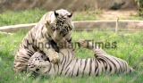 Two White Tigers Play At Lucknow Zoo