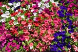 Flowers Bloom In Delhi