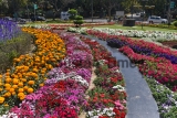 Flowers Bloom In Delhi