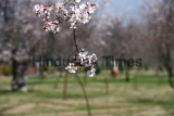 Almond Trees Blossom In Kashmir