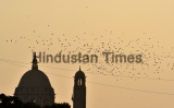 Rosy Starlings Birds In Delhi