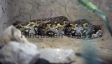 Newly Revamped Reptile House At National Zoological Park