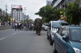 Wild Elephant Walks On Guwahati Street, Creates Panic