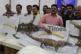 Thane Crime Branch Arrested Man With 45Lakh Worth Animal Skins And Tusks