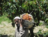 Cherry Fruit Harvesting In Kashmir Valley