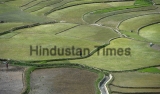 Paddy Field In Srinagar