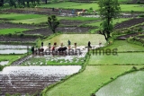 Rice Plantation In Ratnagiri