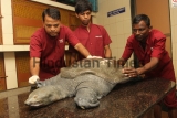 Turtle Rescued From Kachrali Lake In Thane