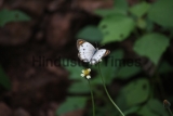 Butterflies In The Aravalli Mountain Ranges