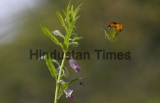Butterflies In The Aravalli Mountain Ranges