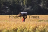 Farmers Harvesting The Paddy Crops In Srinagar