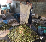 Walnuts Harvesting Begins In Srinagar