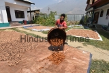 Walnuts Harvesting Begins In Srinagar