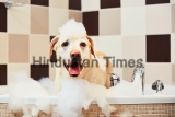 Bathing,Of,The,Yellow,Labrador,Retriever.,Happiness,Dog,Taking,A