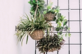Arrangement,Of,Hanging,Wicker,Flowerpots,With,Green,House,Plants,Against