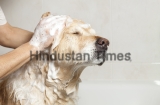 A,Dog,Taking,A,Shower,With,Soap,And,Water