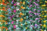 Background,From,Artificial,Multi-colored,Flowers,Forming,Vines