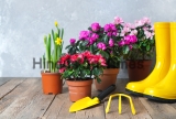 Flower,Potting,And,Landscaping,Background,With,Flowers,And,Garden,Tools