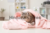 Cute,Funny,Cat,After,Washing,In,Grooming,Salon