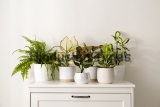 Exotic,Houseplants,With,Beautiful,Leaves,On,Chest,Of,Drawers,At