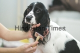 Brushing,Black,And,White,Dog's,Ears