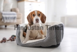 Cute,Beagle,Puppy,In,Dog,Bed,At,Home.,Adorable,Pet