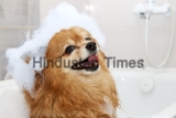 Happy,Face,Of,A,Red,Dog,In,The,Bathroom,With